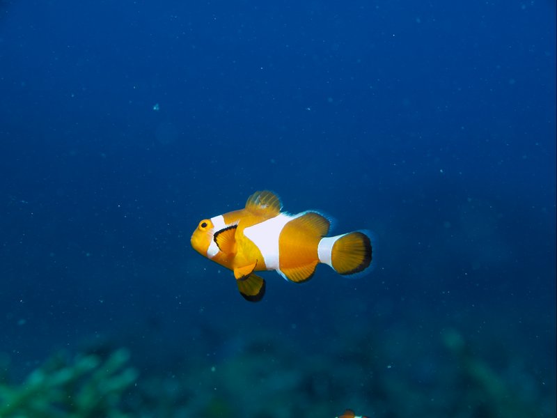 Clown Fish